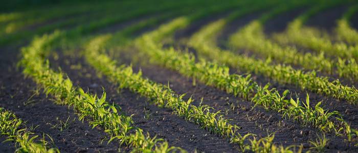 Gentechnik fördert die Erhöhung der Produktivität in der Landwirtschaft. (Foto: AdobeStock - FreeProd)