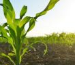 EU-Kommission gibt grünes Licht für den Anbau gentechnisch veränderter (Foto: AdobeStock - 158935183 vencav)