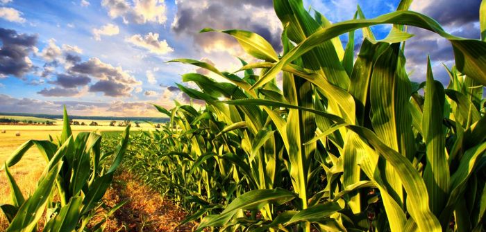 EU-Kommission gibt grünes Licht für genmanipulierten Mais (Foto: AdobeStock - PhotographyByMK 50727595)