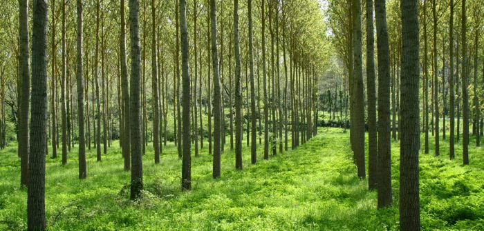 Gentechnik im Wald: Living Carbons riskanter Vorstoß (Foto: AdobeStock - Claude Calcagno Claude Calcagno)